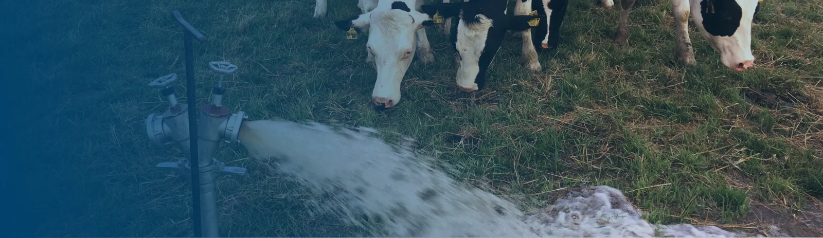 Livestock