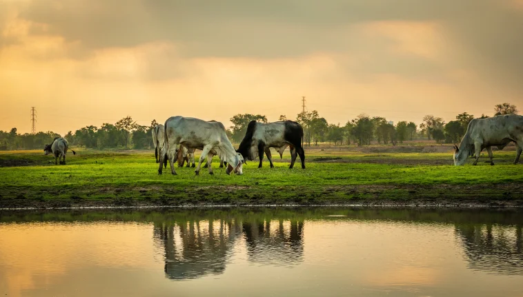 Cattle grazing beside a pond at sunset